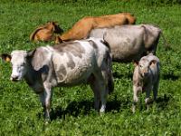 Kuh mit Kalb bei Ribeira da Areia - Insel São Jorge